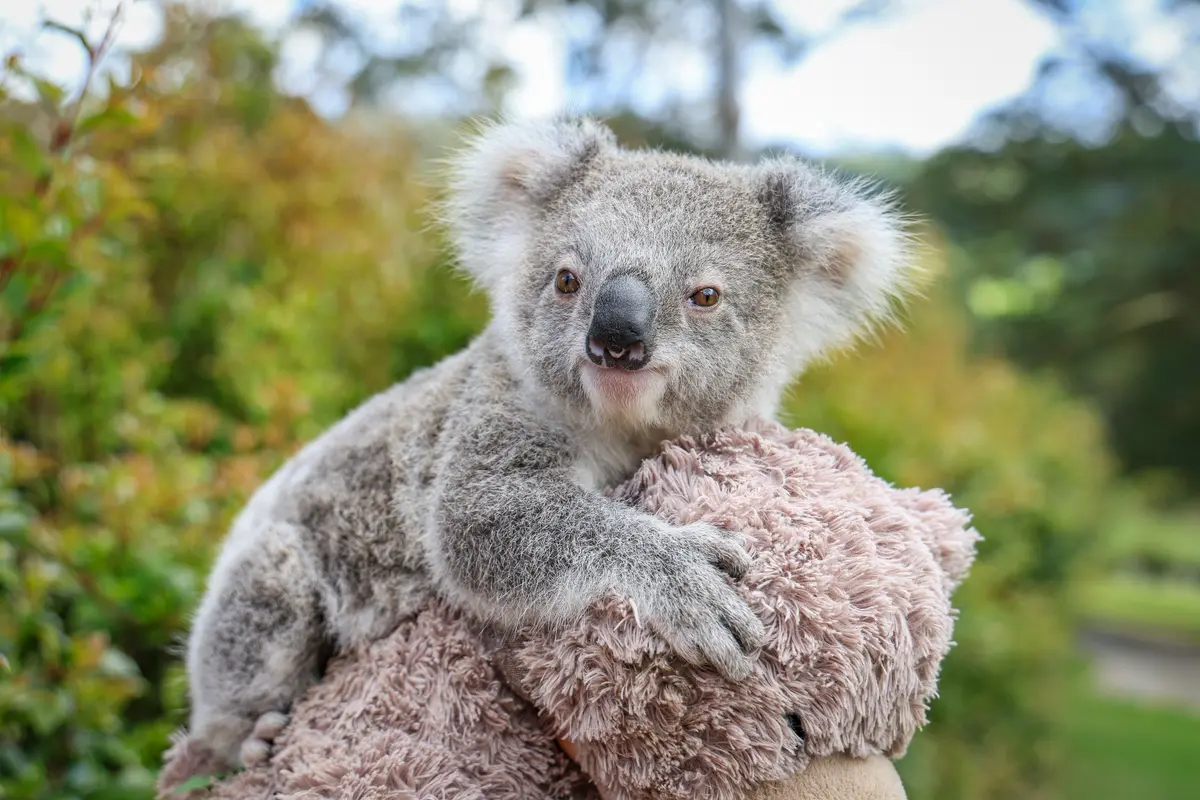 Native Wildlife in Rehabilitation